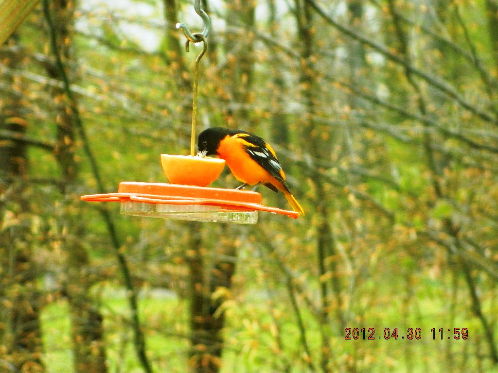 Baltimore Oriole