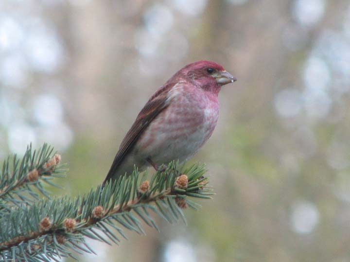 Male Purple Finch