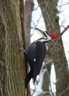 Pileated Woodpecker