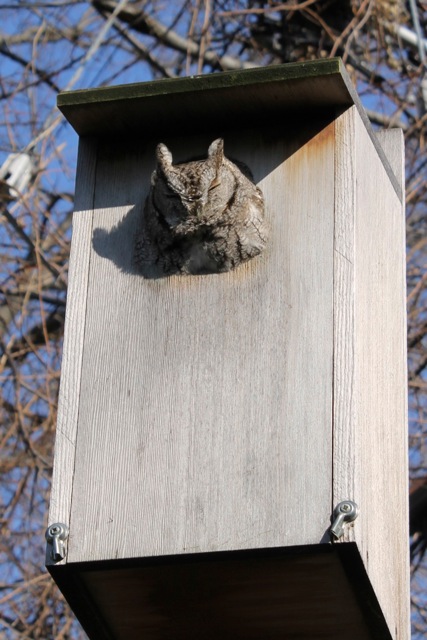 Screech Owl