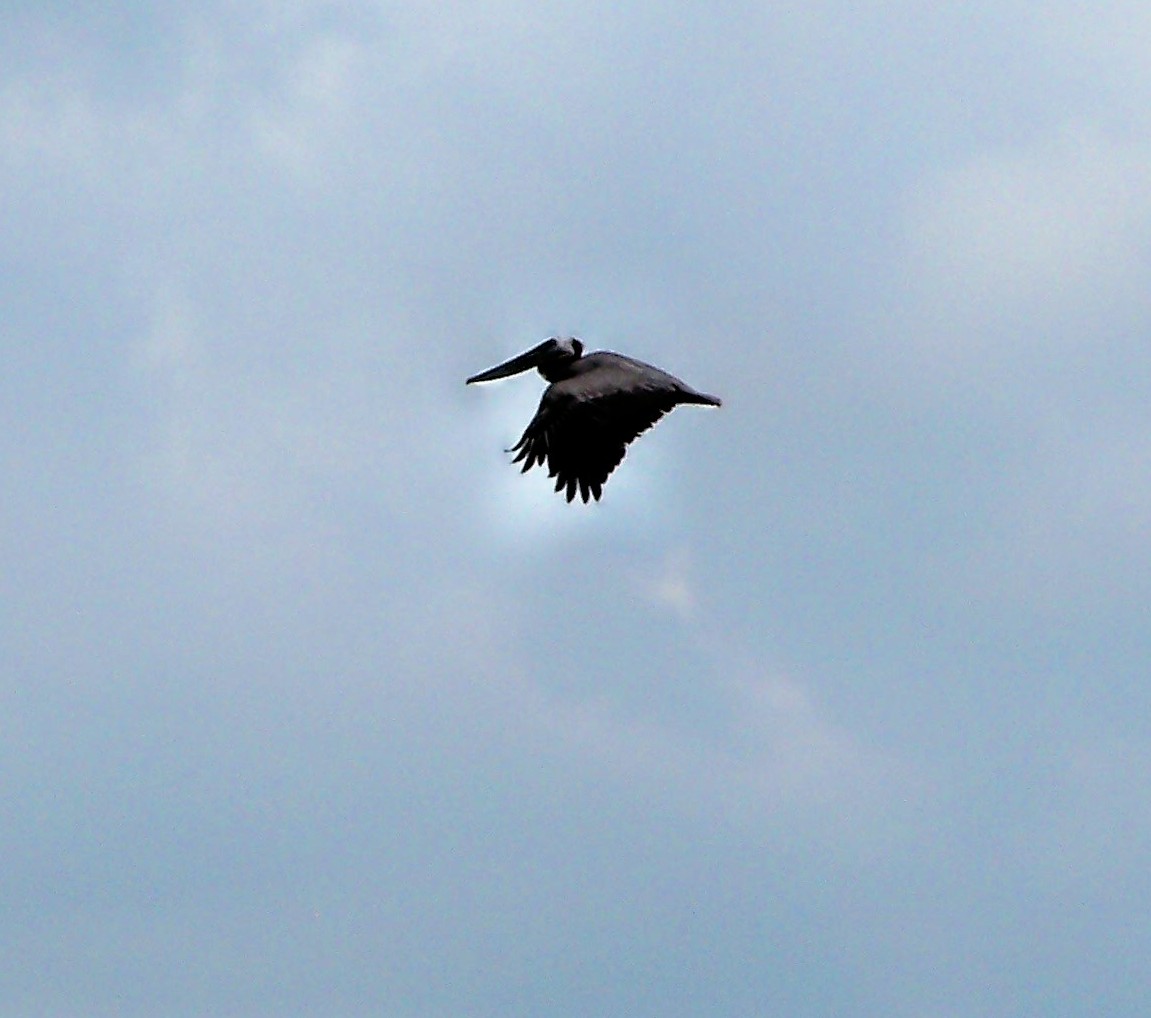 Brown Pelican