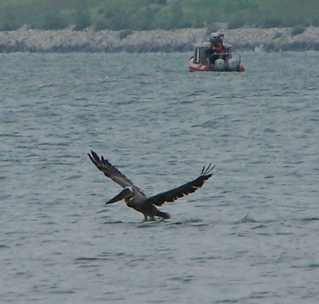 Brown Pelican