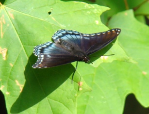 Red-Spotted Purple Butterfly