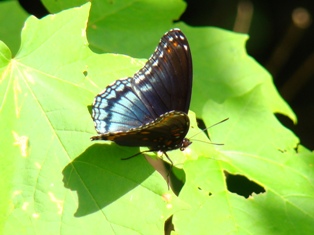 Red-Spotted Purple Butterfly