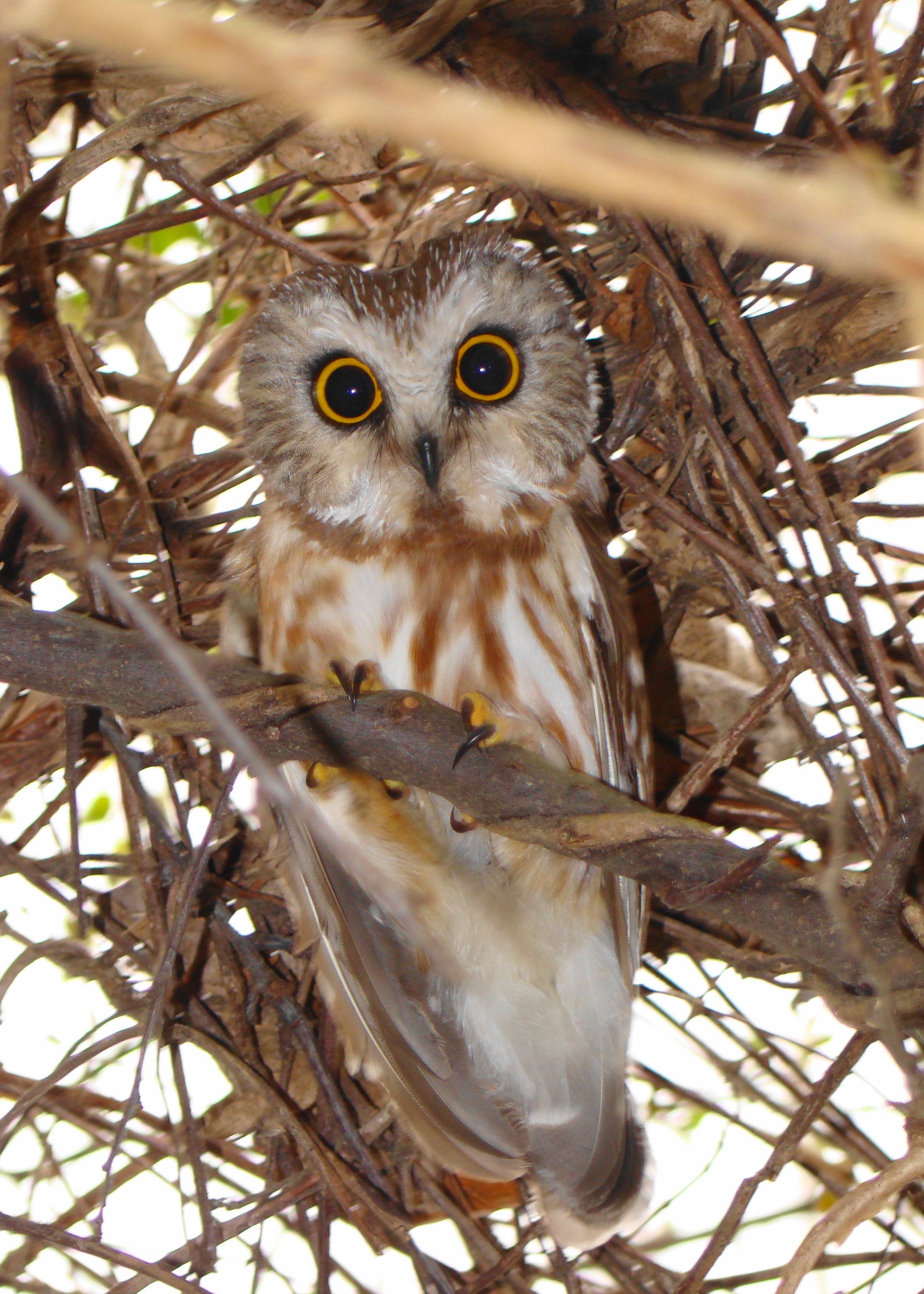 Saw whet Owl